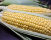 【今が旬！】ジュワッと弾ける　スイートコーン（とうもろこし）