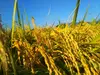 2017年産ササシグレ　杭掛け天日干し　玄米 5㎏　米の話も読んでください