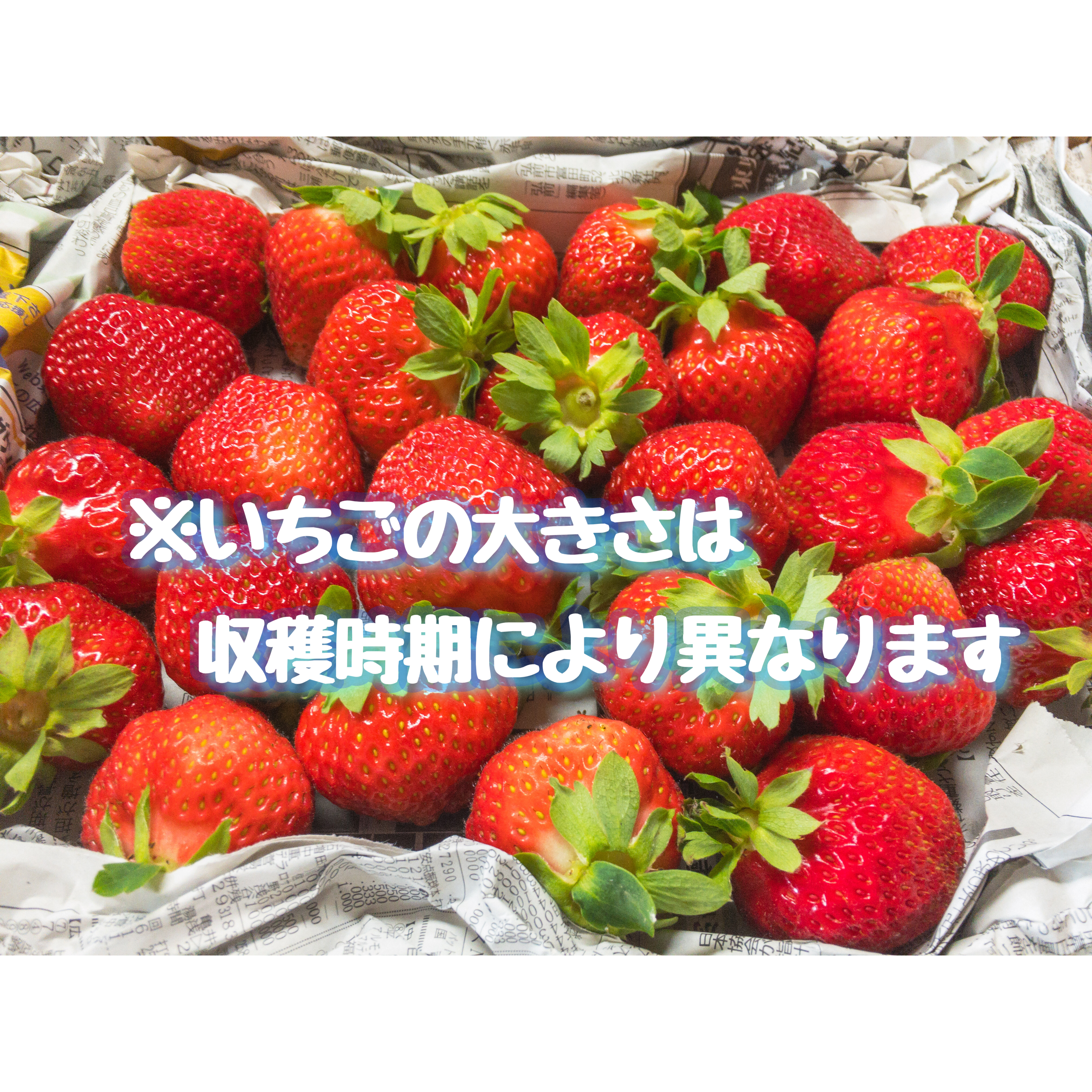 青森県産りんご紅玉3キロ家庭用 和栗