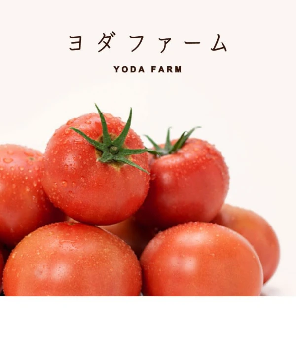 【10/25 取りに来る出品専用】ハウス桃太郎トマト 取りに来る限定価格