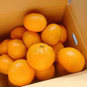 甘さと酸味が丁度いい！濃厚興津早生みかん3kg　ご家庭用