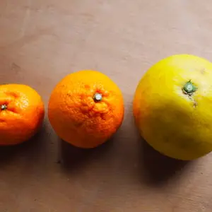 無農薬・無化学肥料の柑橘３種セット