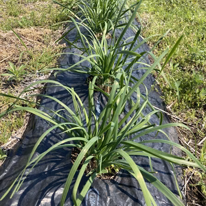 生産量はごくわずか　多分4人くらいで完売します。