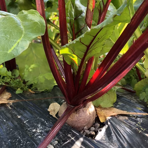 〈お願いレスキュー!!プレゼント付き〉カラフル野菜♡BOX