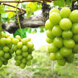 　【訳あり】シャインマスカット2kg