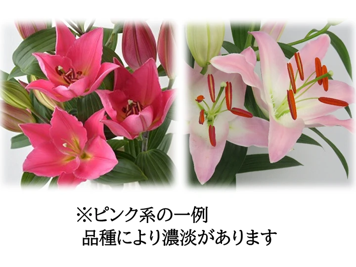 【6月16日（金）発送】新潟県産ユリ切り花 ※北海道、沖縄発送不可※　 