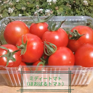【配送先　関東、信越地方限定】贅沢な一口、ほおばるとまと（フルティカ）