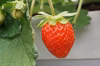 《パクパクが止まらない♪》小粒ちゃんイチゴ　埼玉県羽生市産