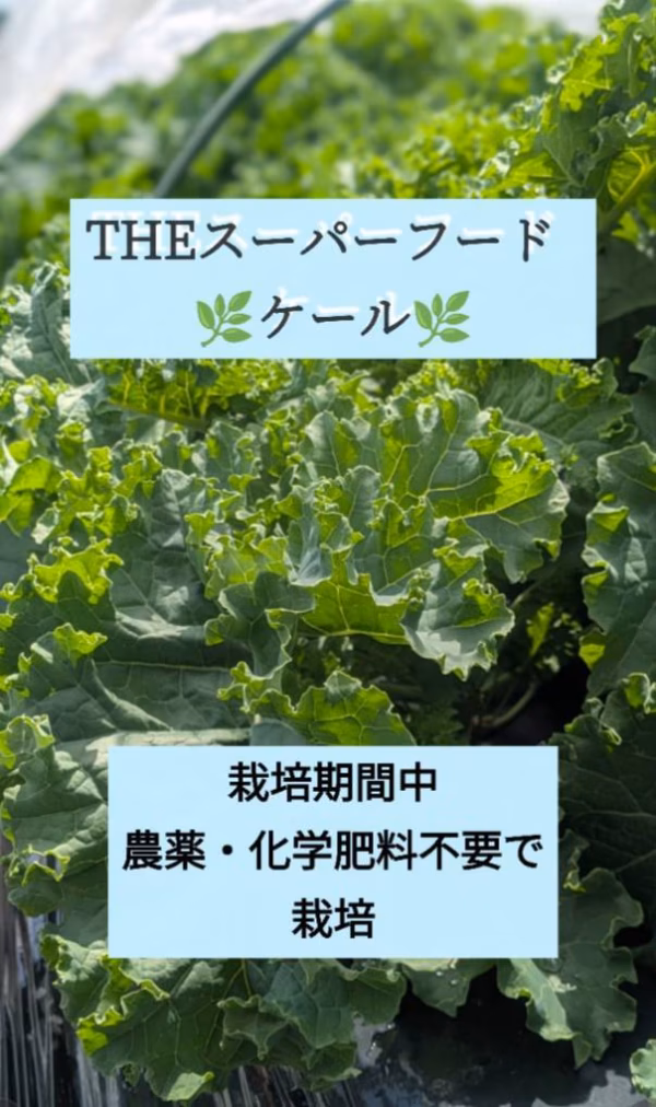 新鮮スーパーフードケール