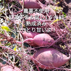 さつまいも　垂直立て栽培！食べ頃、紅あずまサイズMIX