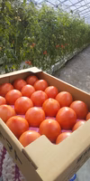 【100%純トマト】4キロ箱　桃太郎