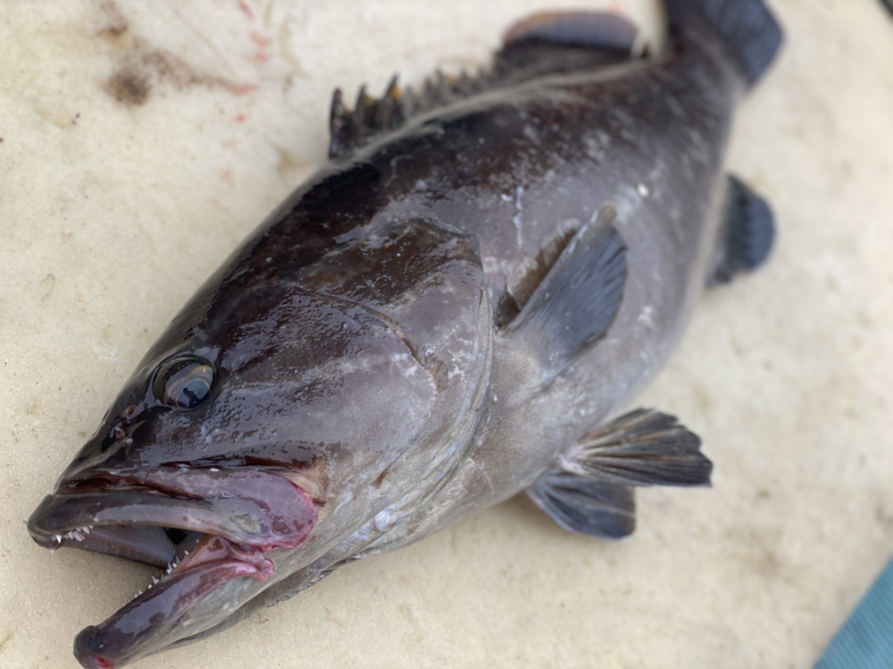 訳あり 松島産 天然クエ 約3 3kg 農家漁師から産地直送の通販 ポケットマルシェ