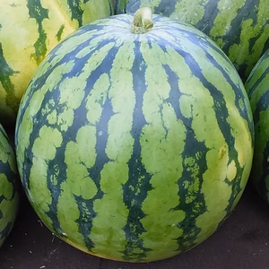 【今が旬、中玉スイカ】糖度１０度「和歌山県紀美野産」