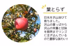 減農薬りんご【9〜1月定期便】 訳あり 家庭用 3kg/5kg