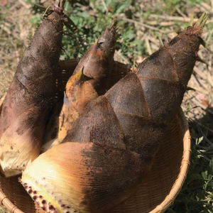 【採りたてをお届け！４月限定！】孟宗竹たけのこ