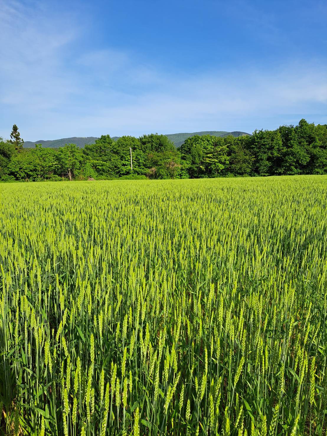 送料無料！令和7年青森県階上産小麦ゆきちから全粒粉20kg｜米粉