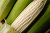 旬の味わい直送！ホワイトコーン・生食可（単品orセット品）
