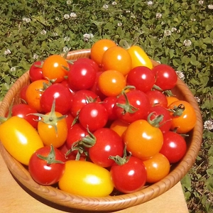 栽培期間中農薬、化学肥料不使用！ミニトマト彩り3種詰め合わせ