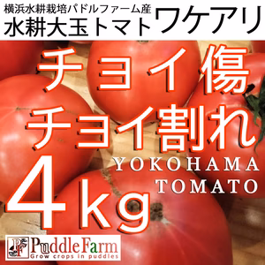 チョイ傷、チョイ割れ、水耕大玉トマト4kg（みそら）　横浜水耕パドルファーム産