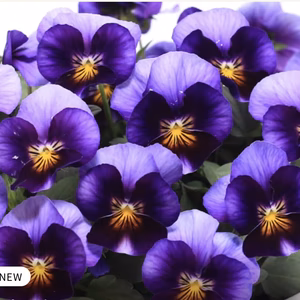 ビオラ★ももか［百花］ネオン★花色がネオンのように変化しながら開花する品種