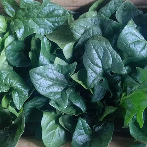 ほうれん草 500g 桜島の大自然 無農薬 有機肥料 除草剤不使用