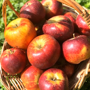 安全性にこだわった　熊本阿蘇産りんご秋映　7から10個