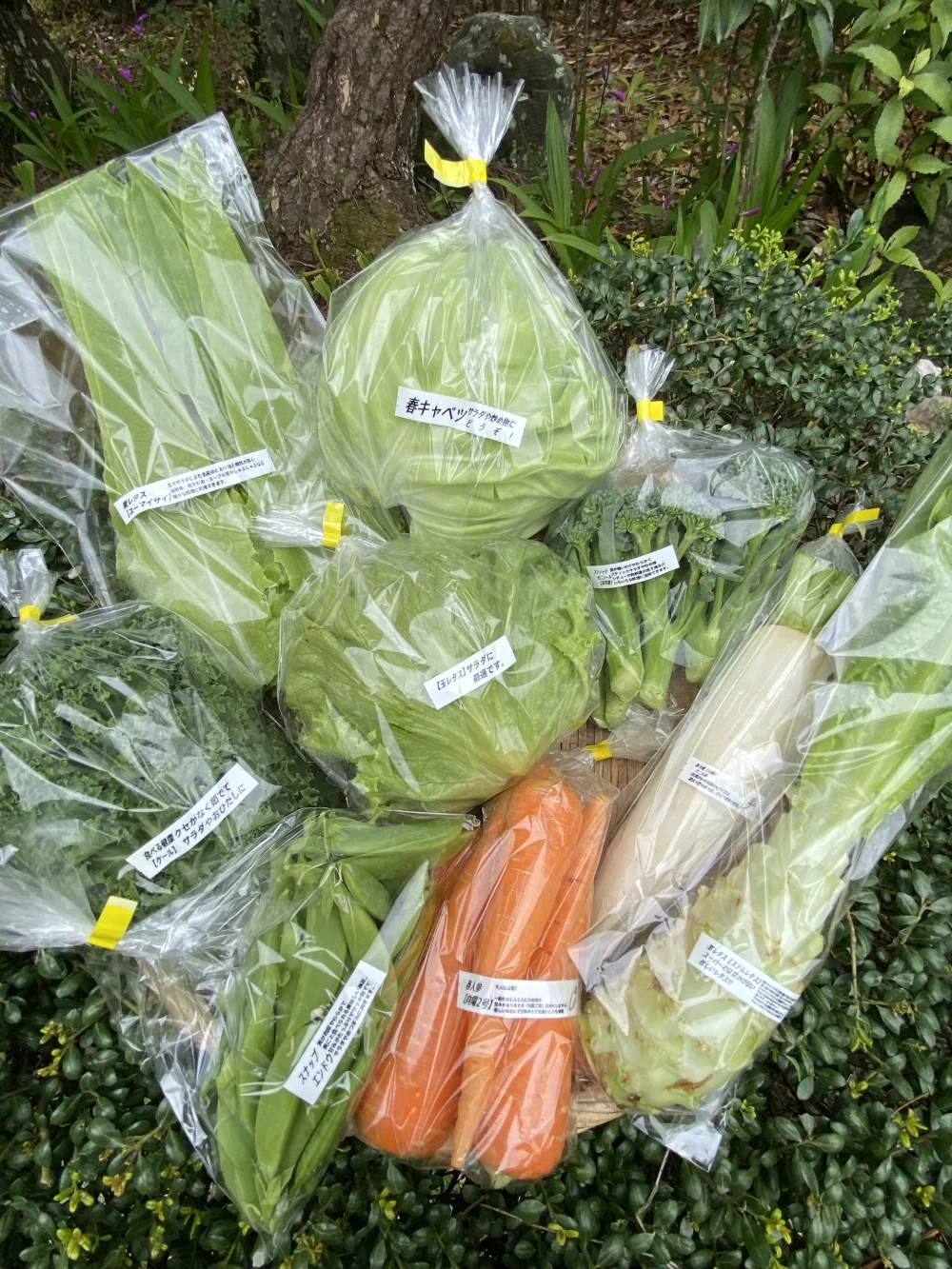 【チルド発送】カラダが喜ぶ!!旬のお野菜セット9～10種類【おまかせ80】