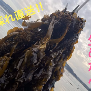 2026初物　朝採れ直送　茎付き生めかぶ 好評品　 