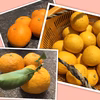 【農薬使ってません】旬なトリオ 八朔1キロ甘夏1キロそしてニューサマー3キロ