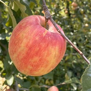 【先行予約】 『シナノドルチェ』家庭用✨ 甘みと酸味の絶妙なバランス