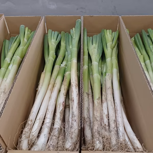 先着10名様✅1～2日で発送❗❗✅厳選Lサイズ18本＋2本❗→1,680円❗❗