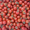 ◆訳アリだからお買い得！◆「おひさま育ち」採ったまんまのミニトマト