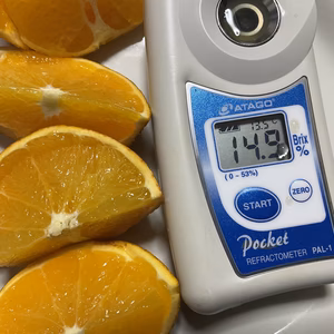【福袋2025】ネーブルB 級　無農薬　自然肥料除草剤不使用　家庭用　得な価格