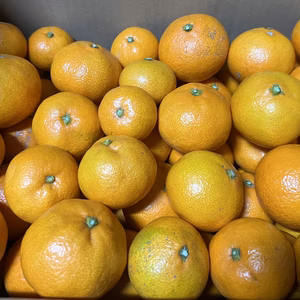 訳あり家庭用　みかん6.5㎏（75個〜80個）