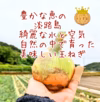 淡路島の新玉ねぎ★
