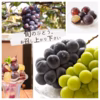 ピオーネ ぶどう 美味しいぶどう パック 家庭用 お得 人気 お取り寄せ