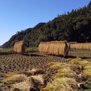 CO2削減 すっきり玄米❗️　おだ掛け