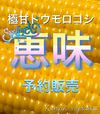 (8月　予約分)⭐️極甘⭐️新鮮朝採りトウモロコシ　生食OK