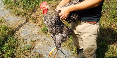 生まれて初めて命を食べた。