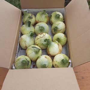 極早生新玉ねぎ❣　箱に入るだけ❕