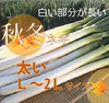 太い❗️✨冬ネギ＜ホワイト＞✨L～2Lｻｲｽﾞ10本＋1本増量❗約1.8kg✨