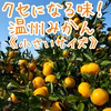 くせになる味！温州みかん《小さいサイズ》