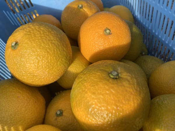 うずらスイートスプリングとうずらの卵セット