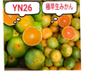 第5段【マーマレード付】味比べ　YN26&日南みかん