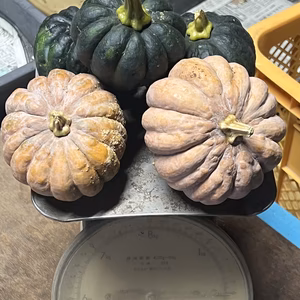 農薬化学肥料不使用 神田小菊(日本カボチャ) 未熟完熟ミックス 訳あり