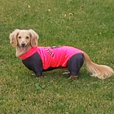 犬漬けですが何か