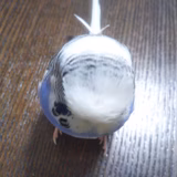 カブちゃんママ