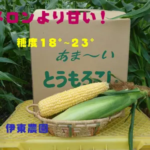 夏の恵(サニーショコラ)メロンより甘い糖度18°〜23°のトウモロコシ!