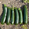 ズッキーニ 農薬・化学肥料不使用