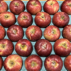 近日中発送！パリッとりんご！秋映 小玉 食べきりサイズ！約5kg 信州りんご 